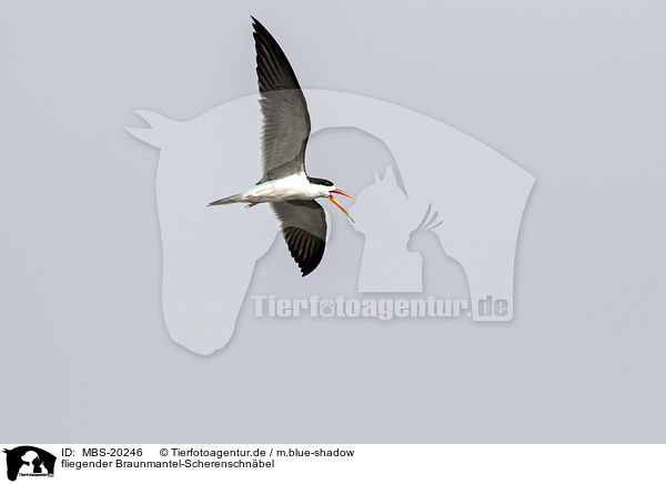 fliegender Braunmantel-Scherenschnbel / flying African Skimmer / MBS-20246