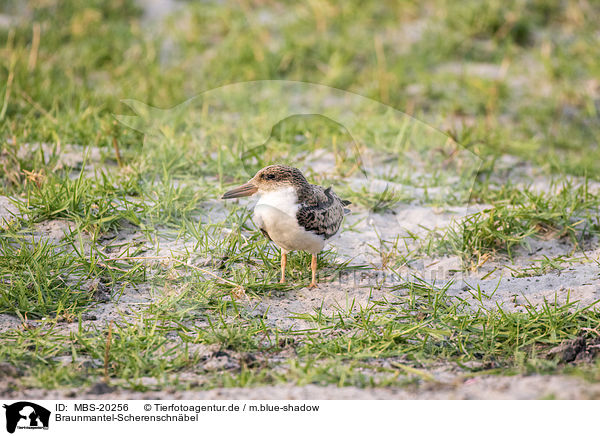 Braunmantel-Scherenschnbel / African Skimmer / MBS-20256