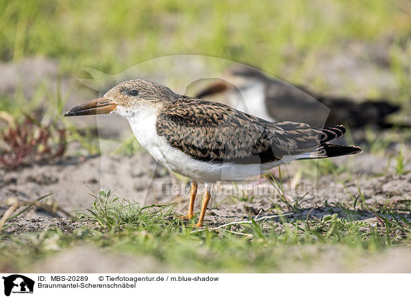 Braunmantel-Scherenschnbel / African Skimmer / MBS-20289