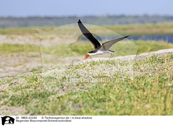 fliegender Braunmantel-Scherenschnbel / flying African Skimmer / MBS-20290