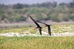 fliegender Braunmantel-Scherenschnbel