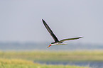 fliegender Braunmantel-Scherenschnbel