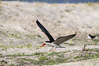 fliegender Braunmantel-Scherenschnbel