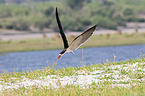 fliegender Braunmantel-Scherenschnbel