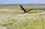 fliegender Braunmantel-Scherenschnbel