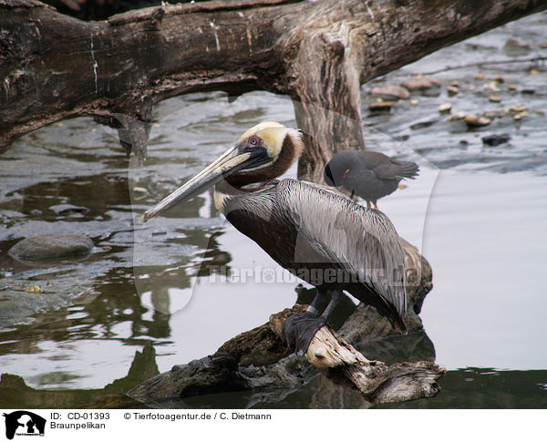 Braunpelikan / brown pelican / CD-01393