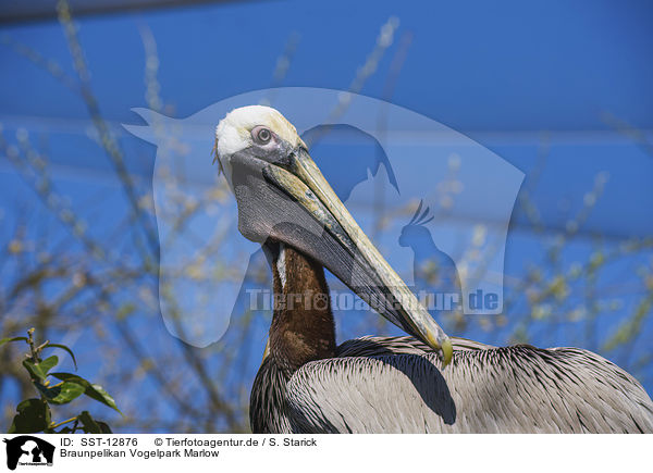 Braunpelikan Vogelpark Marlow / brown pelican Bird Park Marlow / SST-12876