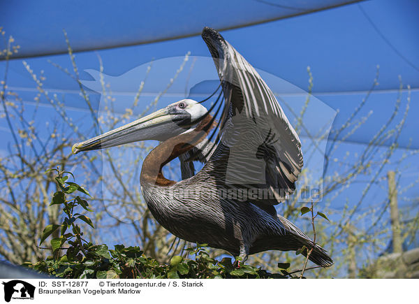 Braunpelikan Vogelpark Marlow / brown pelican Bird Park Marlow / SST-12877