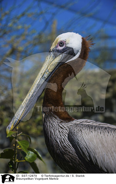 Braunpelikan Vogelpark Marlow / brown pelican Bird Park Marlow / SST-12879