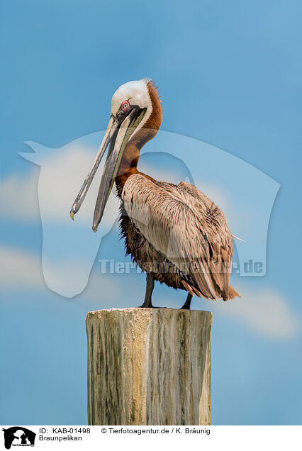 Braunpelikan / brown pelican / KAB-01498