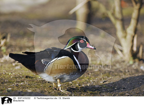 Brautente / wood duck / SST-03222