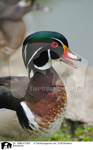 Brautente / wood duck / DMS-01385