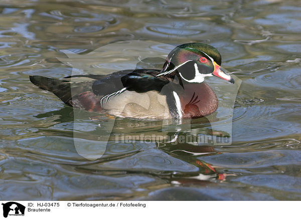 Brautente / wood duck / HJ-03475