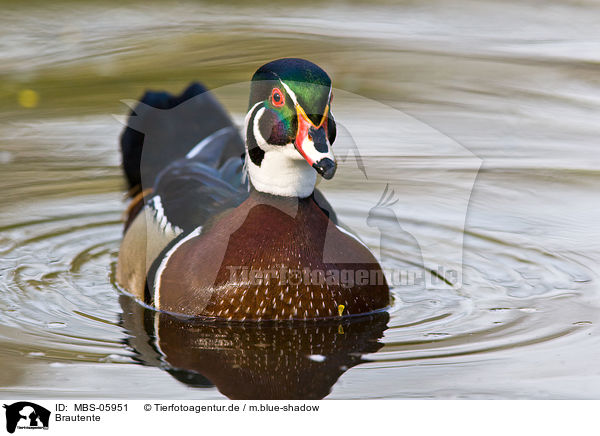 Brautente / wood duck / MBS-05951