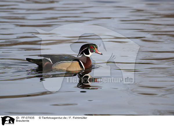 Brautente / wood duck / FF-07935