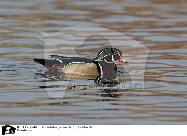 Brautente / FF-07946