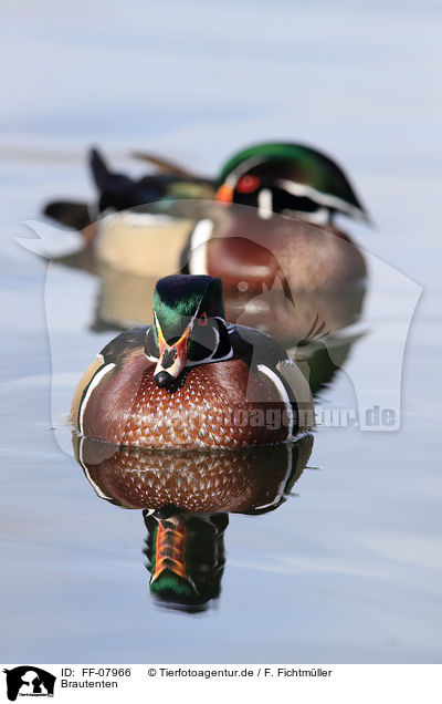 Brautenten / wood ducks / FF-07966