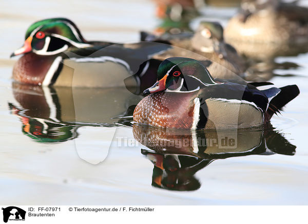 Brautenten / wood ducks / FF-07971