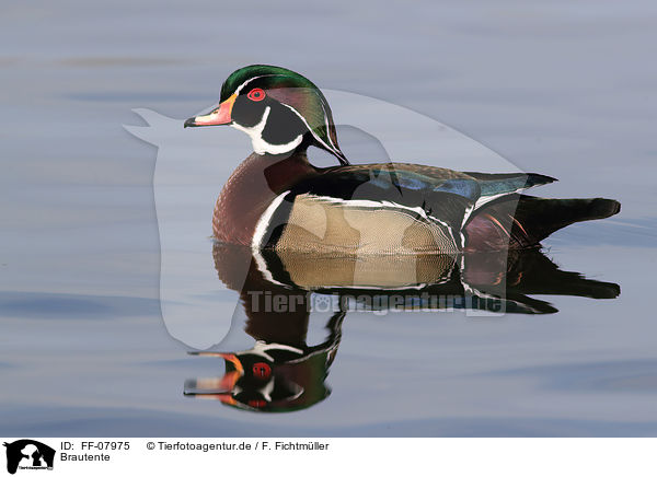 Brautente / wood duck / FF-07975