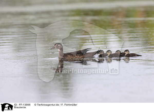 Brautente / Carolina Duck / FF-13666