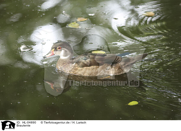 Brautente / acorn duck / HL-04890