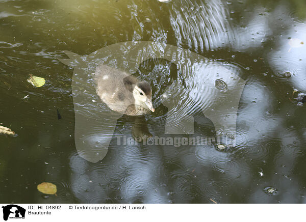 Brautente / acorn duck / HL-04892