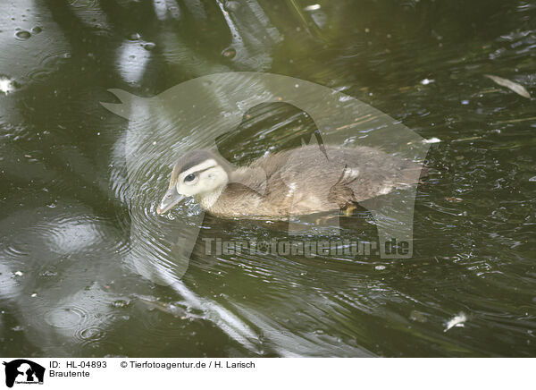 Brautente / acorn duck / HL-04893