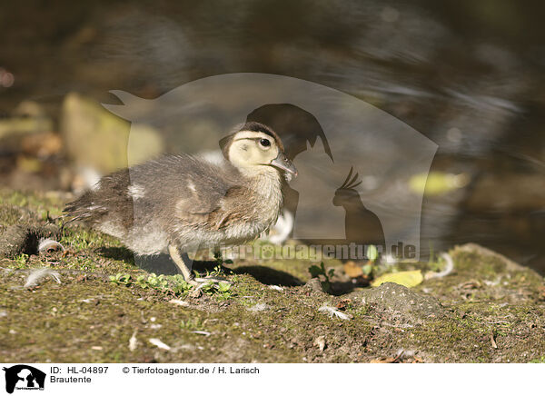 Brautente / acorn duck / HL-04897
