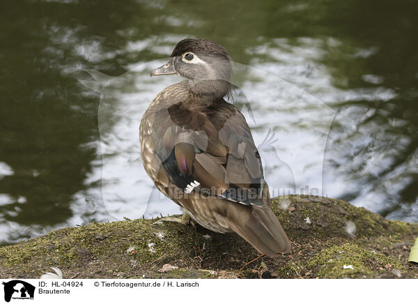 Brautente / acorn duck / HL-04924