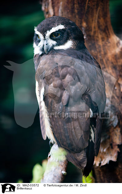Brillenkauz / spectacled owl / MAZ-03572