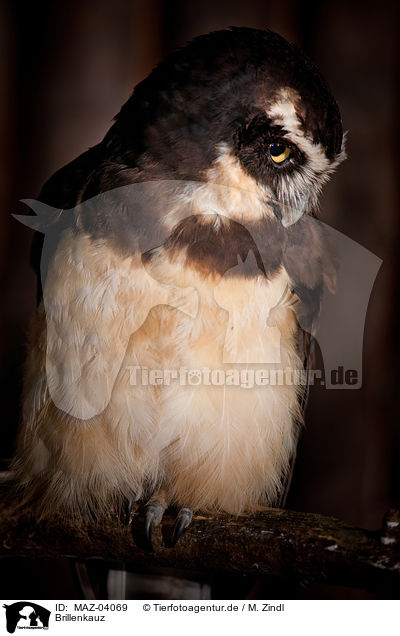 Brillenkauz / spectacled owl / MAZ-04069