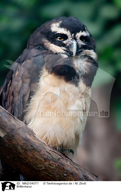 Brillenkauz / spectacled owl / MAZ-04071