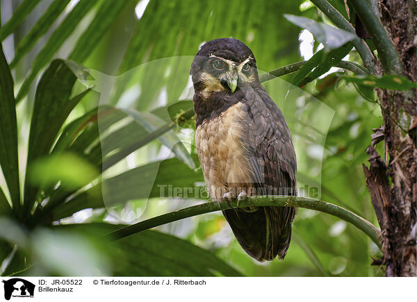 Brillenkauz / spectacled owl / JR-05522