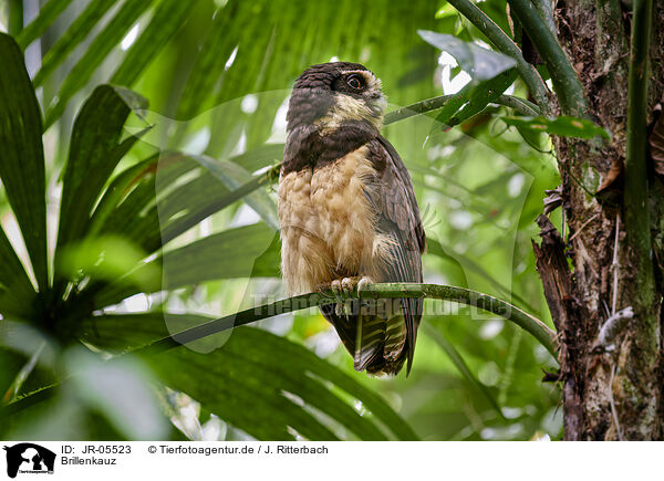 Brillenkauz / spectacled owl / JR-05523