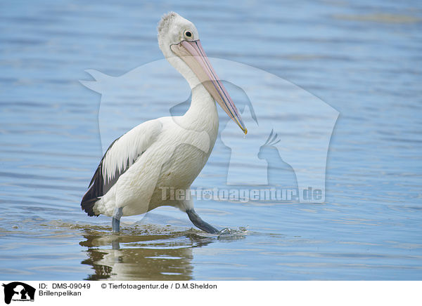 Brillenpelikan / Australian pelican / DMS-09049