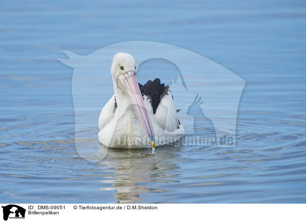 Brillenpelikan / Australian pelican / DMS-09051
