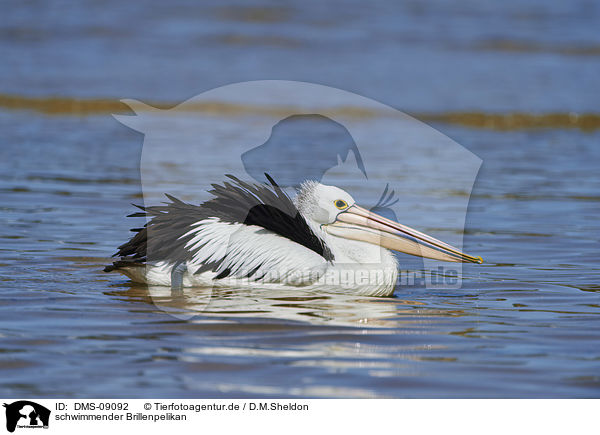 schwimmender Brillenpelikan / swimming Australian Pelican / DMS-09092