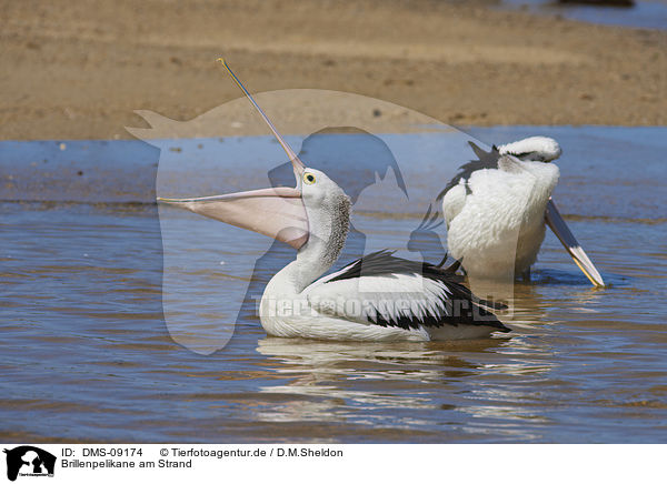 Brillenpelikane am Strand / Australian Pelicans at the beach / DMS-09174