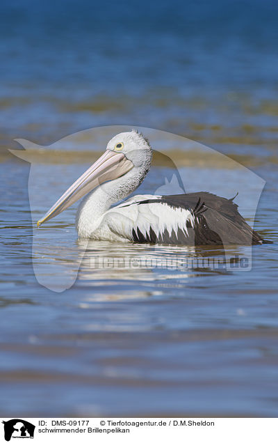 schwimmender Brillenpelikan / swimming Australian Pelican / DMS-09177
