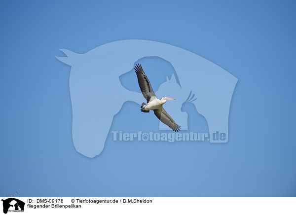 fliegender Brillenpelikan / flying Australian Pelican / DMS-09178