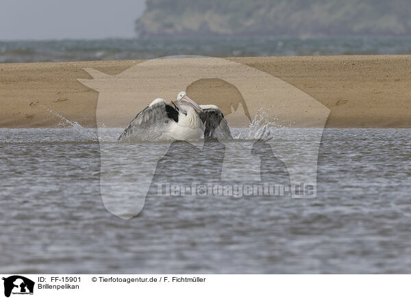 Brillenpelikan / Australian pelican / FF-15901