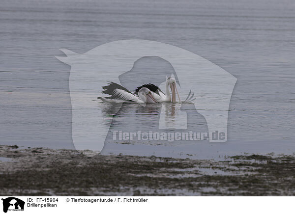 Brillenpelikan / Australian pelican / FF-15904