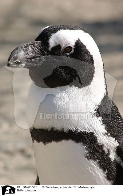 Brillenpinguin / African penguin / BM-01383