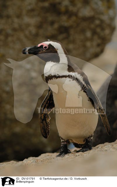 Brillenpinguin / African penguin / DV-01791