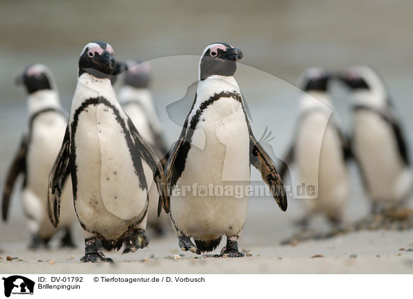 Brillenpinguin / African penguin / DV-01792