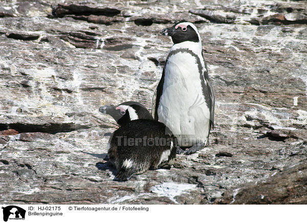 Brillenpinguine / African Penguins / HJ-02175