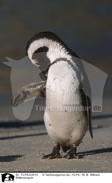 Brillenpinguin / African Penguin / FLPA-03014