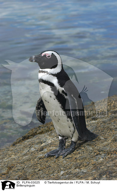 Brillenpinguin / African Penguin / FLPA-03025