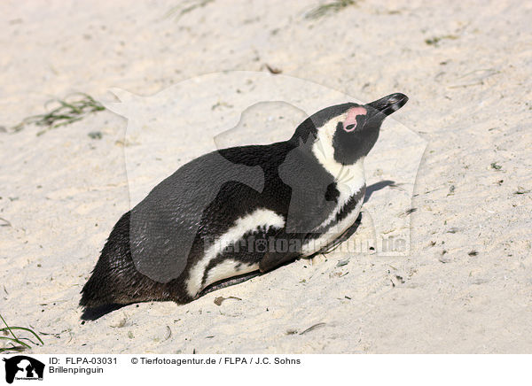 Brillenpinguin / African Penguin / FLPA-03031