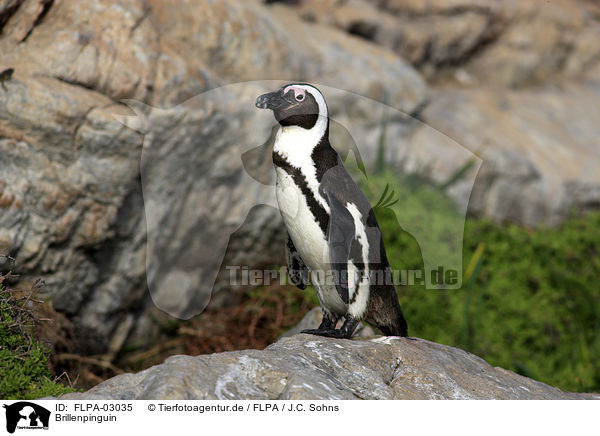 Brillenpinguin / African Penguin / FLPA-03035